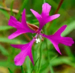 Clarkia_pulchella.jpg