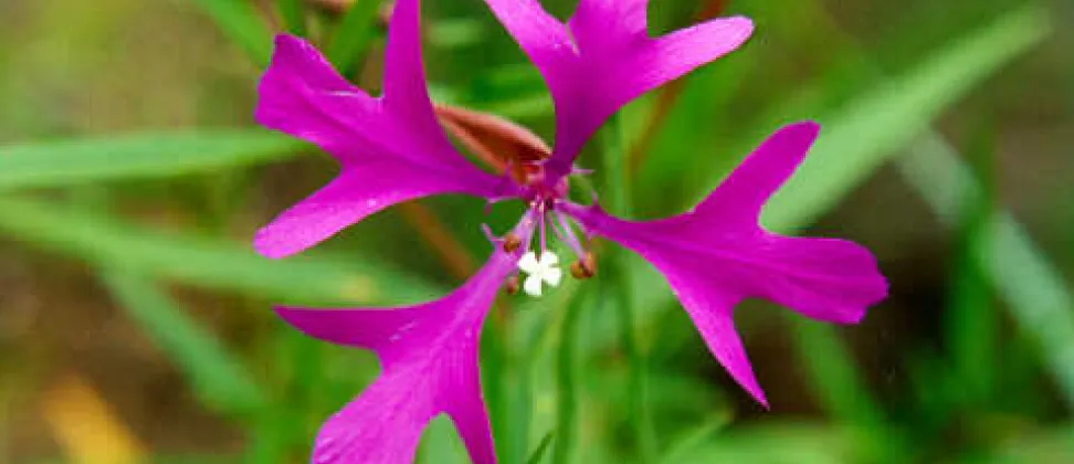 Clarkia_pulchella.jpg